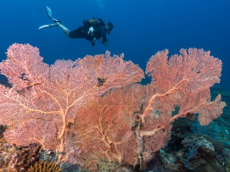 Téléchargez les photos : Un très grand corail Gorgone ventilateur de mer en eau profonde avec un plongeur mâle nageant dans la distance derrière elle - en image libre de droit