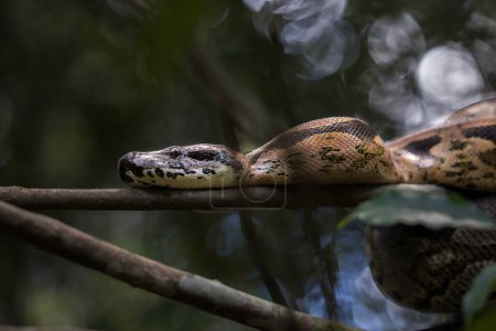 A large Madagascar Ground Boa (Acrantophis madagascariensis) curled up in a tree