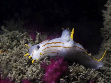 Photo for A beautiful Orange-stripe Crown Nudibranch (Polycera sp-b) sea slug with white body and orange stripes - Royalty Free Image
