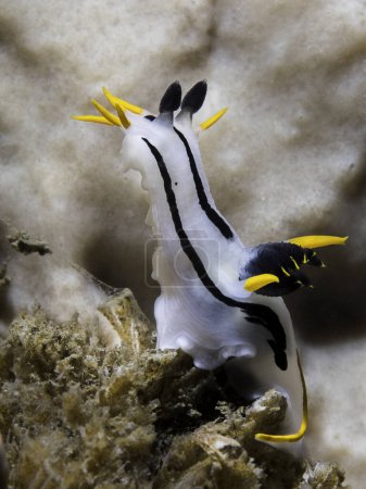 Photo for A Crowned nudibranch (Polycera capensis) underwater on the reef with white body and black stripes and yellow tips. Reaching up - Royalty Free Image