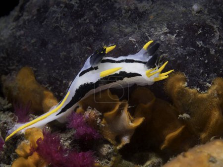 Photo for A Crowned nudibranch (Polycera capensis) underwater on the reef with white body and black and yellow markings - Royalty Free Image