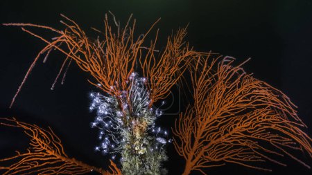 Foto de Un gran abanico de Palmate (Leptogoria palma) con una colonia de Hidroides Tubulares (Tubularia warreni) creciendo en ella bajo el agua - Imagen libre de derechos