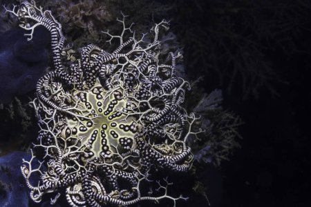 Foto de Primer plano de una estrella de mar (Astrocladus euryale) en el arrecife bajo el agua con un fondo negro - Imagen libre de derechos