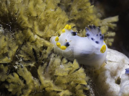 Photo for Macro photo of a baby Orange-stripe Crown Nudibranch (Polycera sp-b) underwater on the reef - Royalty Free Image