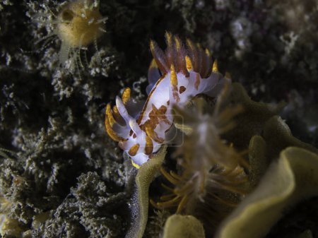 Photo for A Fiery nudibranch (Okenia amoenula) on the reef underwater - Royalty Free Image