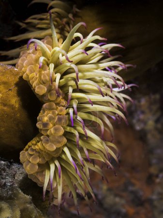 Téléchargez les photos : Vue latérale d'une fausse anémone de prune sous-marine (Pseudactinia flagellifera) au corps orange et tentacules crème aux pointes mauves - en image libre de droit