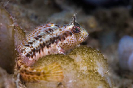 Téléchargez les photos : Un poisson Blenny à collier (Parablennius pilicornis) perché sur le récif - en image libre de droit