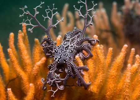 Photo for A small Basket star (Astrocladus euryale) sitting on an orange sea fan with some of its arms extended - Royalty Free Image