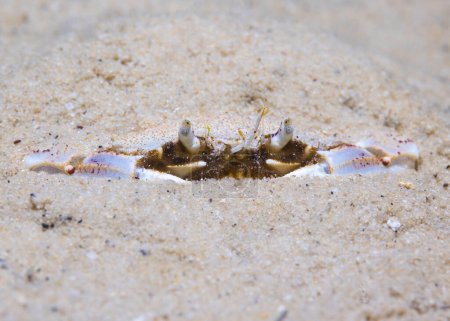 Eine Schwimmkrabbe (Ovalipes trimaculatus) versteckt sich unter dem Sand auf dem Meeresgrund