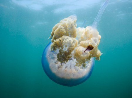 Medusas de barril (Rhizostoma pulmo) nadando bajo el agua