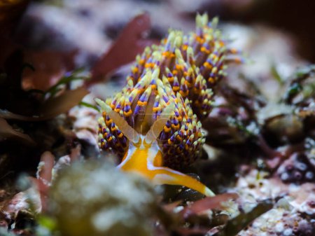 Nudibranche quadricolore (Godiva quadricolor) vue de face de cette limace de mer colorée sur le récif
