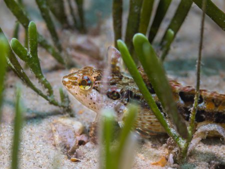 Téléchargez les photos : Petit super klipfish caché sur le sable dans l'herbe de la mer - en image libre de droit