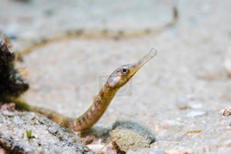 Téléchargez les photos : Une barbue à museau long (Syngnathus temminckii) de couleur brune sur le sable du fond de l'océan - en image libre de droit