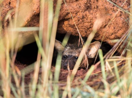 Erdwolf (Proteles cristata) ruht sich in seinem Erdloch in einem alten Ameisenhügel aus