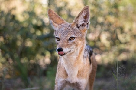 Black-backed jackal (Canis mesomelas) looking away and licking its lips closeup