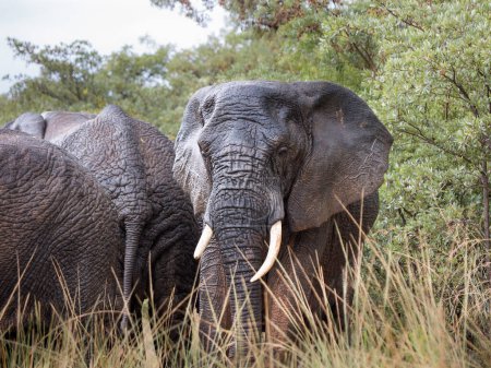 Éléphants d'Afrique (Loxodonta) debout sous la pluie dans la brousse avec une face à la caméra