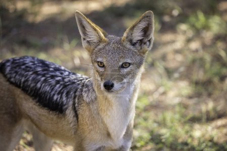 Black-backed jackal (Canis mesomelas) looking off into the distance closeup