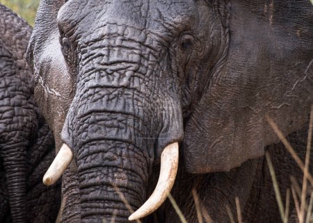 Nahaufnahme eines afrikanischen Elefanten (Loxodonta) vor laufender Kamera