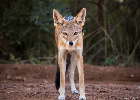 Black-backed jackal (Canis mesomelas) standing facing and looking at the camera directly
