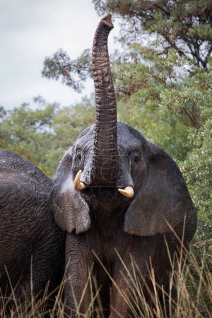 Nahaufnahme eines Afrikanischen Elefanten (Loxodonta), der mit seinem Rüssel in die Luft ragt
