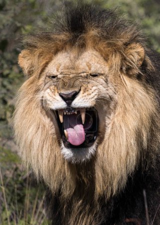 Männliche Löwe Nahaufnahme Porträt macht ein lustiges Gesicht, Erkennung von Duft durch Öffnen seines Mundes, um Pheromone zu erkennen, Porträtbild