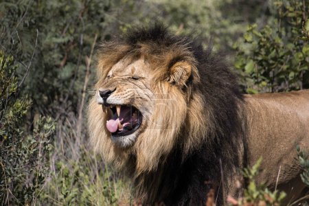 Männlicher Löwe macht ein lustiges Gesicht, indem er seinen Mund öffnet, um Pheromone zu erkennen