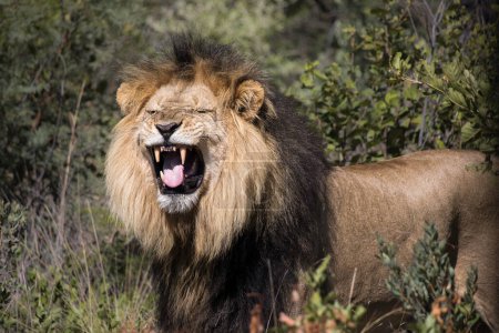 Männlicher Löwe macht ein lustiges Gesicht, indem er seinen Mund öffnet, um Pheromone zu erkennen