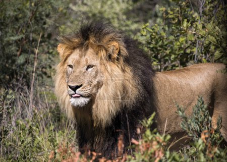 Männlicher Löwe steht im Busch und blickt mit herausgestreckter Zunge in die Ferne