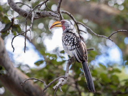 Aves de pico amarillo del sur (Tockus leucomelas) sentadas en una rama