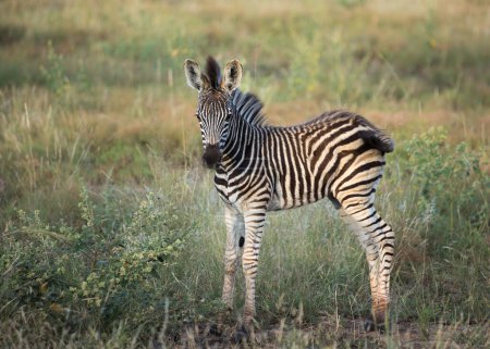 Ein niedliches Baby-Zebra steht auf dem Feld und blickt in die Kamera, die seinen Schwanz schwingt