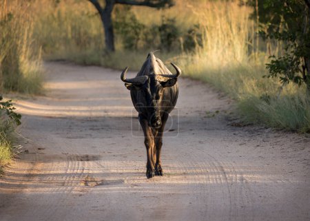 A single Wildebeest (Connochaetes) walking down a dirt road toward the camera