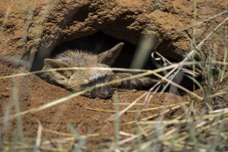 Erdwolf (Proteles cristata) ruht in seinem Bau in einem alten Ameisenhügel und legt sich schlafen