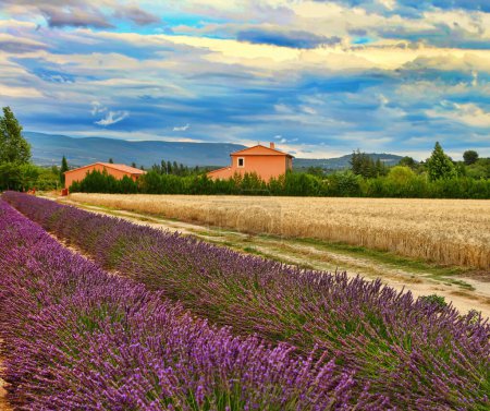 Téléchargez les photos : Paysage estival avec champ de blé et de lavande en Provence, sud de la France - en image libre de droit
