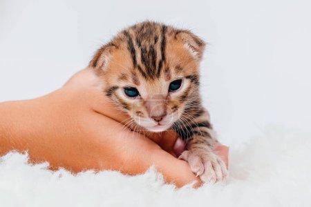 Gatito de bengala recién nacido de dos semanas sobre un fondo blanco. Primer plano. Lindo bengala. Un gatito en manos de una chica. En las palmas de las manos es un pequeño gatito lindo.