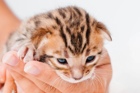 Un gatito en manos de una chica. Close-up. Lindo bengala. En las palmas de las manos es un pequeño gatito lindo. Gatito de bengala recién nacido de dos semanas de edad sobre un fondo blanco.