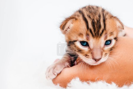 Gatito de bengala recién nacido de dos semanas de edad sobre un fondo blanco.Un gatito en manos de una niña. Copiar el espacio.Close-up.Cute bengal.On las palmas de las manos es un pequeño gatito lindo.