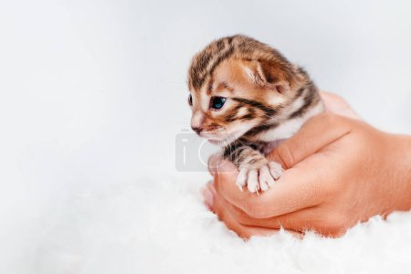 Un gatito en manos de una chica. En las palmas de las manos es un pequeño gatito lindo.Copiar espacio.Close-up.Two semana de edad pequeño gatito de bengala recién nacido sobre un fondo blanco.