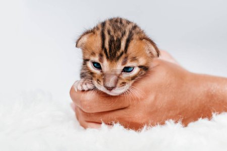 Gatito de bengala recién nacido de dos semanas sobre un fondo blanco. Primer plano. Lindo bengala. Un gatito en manos de una chica. En las palmas de las manos es un pequeño gatito lindo.