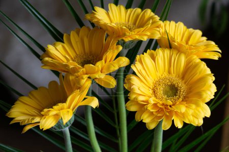 Foto de Gerberas florecientes amarillas en primavera como regalo en el día internacional de la mujer - Imagen libre de derechos