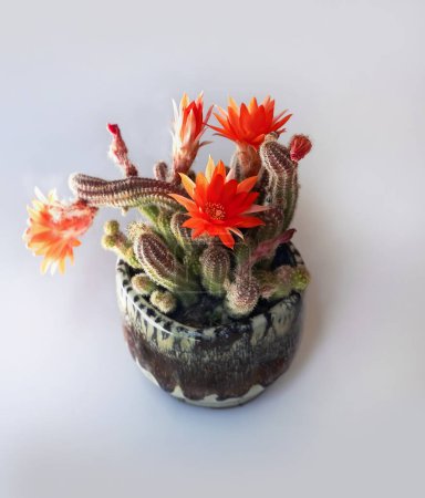 Blooming Peanut Cactus Echinopsis chamaecereus in the pot on light background.