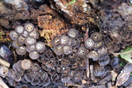 Téléchargez les photos : Cyathus striatus, commonly known as the fluted bird's nest in the forest during autumn - en image libre de droit
