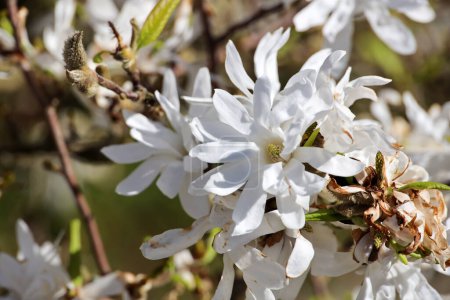 Photo for White flowers of the Star magnolia (Magnolia stellata) during spring in the Netherlands - Royalty Free Image