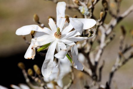 Photo for White flowers of the Star magnolia (Magnolia stellata) during spring in the Netherlands - Royalty Free Image
