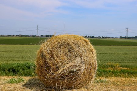 Photo for Cut sides of road like hay in a roll in the Eendragtspolder Zevenhuizen - Royalty Free Image