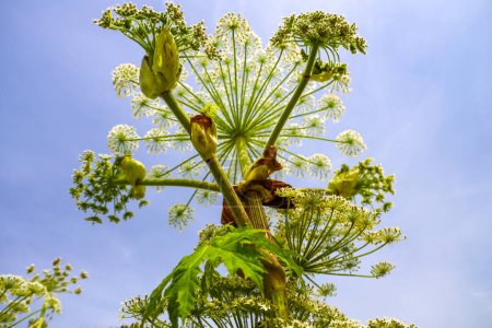 Photo for Flower of hogweed along roadside during flowering phase - Royalty Free Image