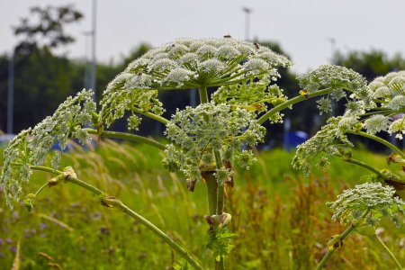 Téléchargez les photos : Fleur de hogweed le long de la route pendant la phase de floraison - en image libre de droit