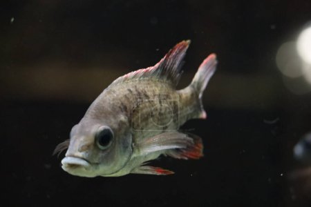 Téléchargez les photos : Toxotes jaculatrix (Archerfish bagué) dans un aquarium à Ouwehand à Rhenen aux Pays-Bas - en image libre de droit