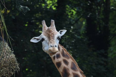 Photo for Rothschild giraffe and the Kordofan giraffe in the Ouwehands Zoo in Rhenen in the Netherlands - Royalty Free Image