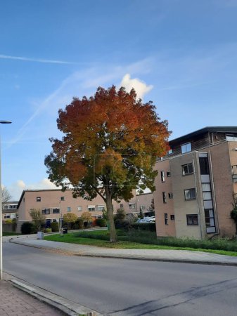Foto de Árbol colorido con varios colores durante la temporada de otoño en los Países Bajos - Imagen libre de derechos