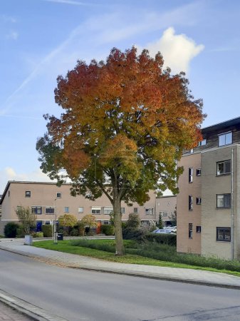 Foto de Árbol colorido con varios colores durante la temporada de otoño en los Países Bajos - Imagen libre de derechos
